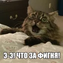 😺 emoji Котеечные дела Telegram sticker 8 of 37