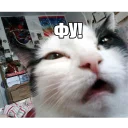 🙊 emoji Котеечные дела Telegram sticker 9 of 37