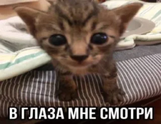 🌟 emoji стикеры от некита Telegram sticker 18 of 119