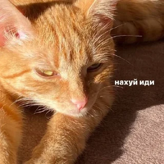 😃 emoji котейка Telegram sticker 14 of 37
