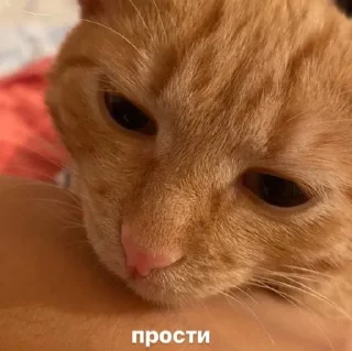 🌟 emoji котейка Telegram sticker 17 of 37