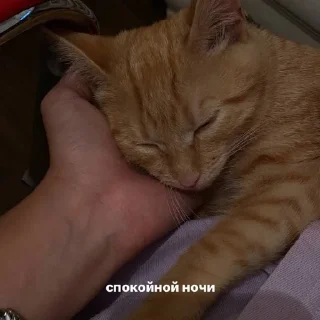 ✨ emoji котейка Telegram sticker 8 of 37