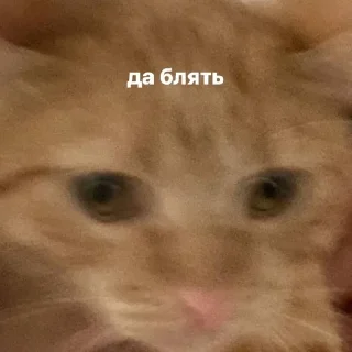 😃 emoji котейка Telegram sticker 5 of 37