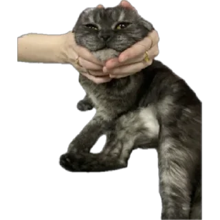 🌟 emoji Кошка Соня Telegram sticker 17 of 24