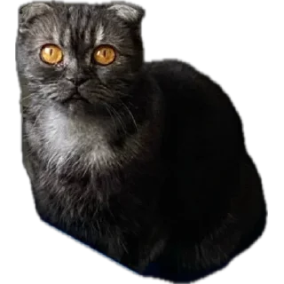 🌟 emoji Кошка Соня Telegram sticker 14 of 24