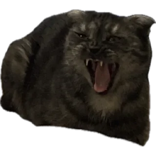 🌟 emoji Кошка Соня Telegram sticker 24 of 24
