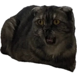 🌟 emoji Кошка Соня Telegram sticker 23 of 24