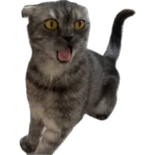 🌟 emoji Кошка Соня Telegram sticker 18 of 24
