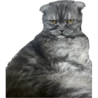 🌟 emoji Кошка Соня Telegram sticker 21 of 24