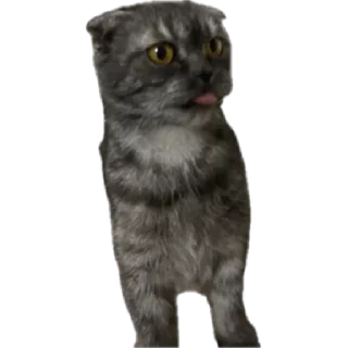 🌟 emoji Кошка Соня Telegram sticker 1 of 24