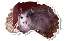 😱 emoji Opossum Telegram sticker 14 of 16
