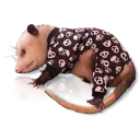 🙈 emoji Opossum-Sesame Telegram sticker 6 of 30