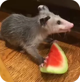 😋 emoji uksus's opossums! 2.0 Telegram sticker 5 of 120