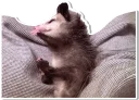 💤 emoji Opossum Telegram sticker 8 of 16