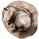 😶 emoji Opossum-Sesame Telegram sticker 18 of 30