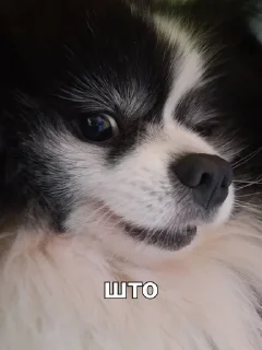 🤨 emoji MyDogFedor Telegram sticker 11 of 15