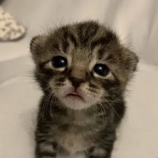 😓 emoji тгк: @vishnevyvareniki Telegram sticker 16 of 34