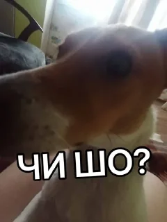 🤓 emoji Отсоси-потом проси Telegram sticker 18 of 27