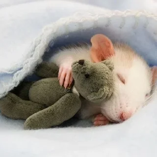 🐀 emoji Крысиное настроение Telegram sticker 6 of 34