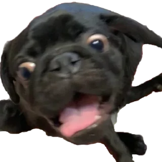 🤯 emoji Кирби, ты ебанутый? Telegram sticker 3 of 10