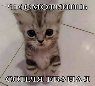 🌟 emoji Котятки чета не в духе Telegram sticker 14 of 83