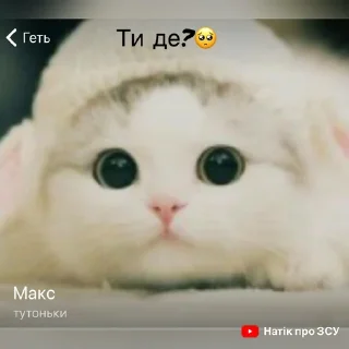 🐈 emoji @StickerEdit_bot :: @StickerEdit Telegram sticker 12 of 19