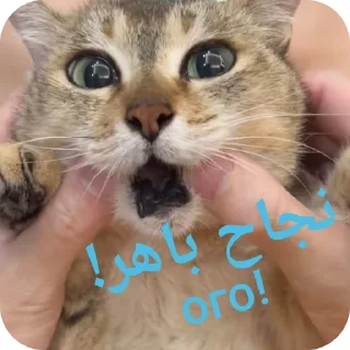 🤪 emoji Tole Tole (Arabic) Telegram sticker 13 of 43