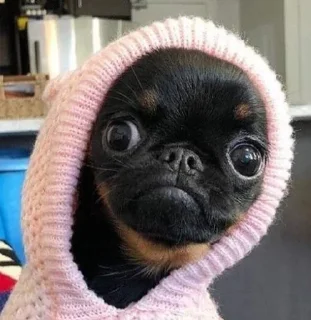 Sticker from puggram