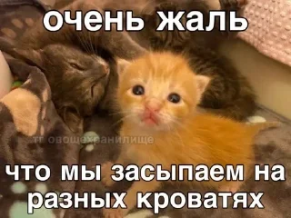 🛌 emoji китики Telegram sticker 19 of 119