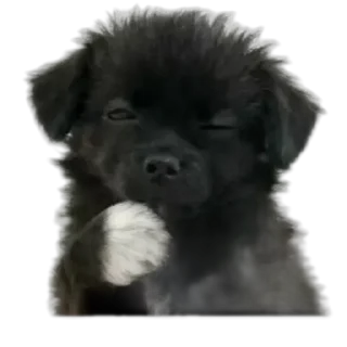 🌟 emoji собачка хейли  @sinxsuej Telegram sticker 11 of 18