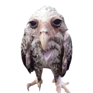 🐦 emoji птички прозрачн Telegram sticker 11 of 28