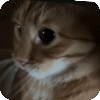 🐱 emoji Ебанутые мысли Telegram sticker 16 of 120