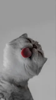 💗 emoji котики>>>💗 Telegram sticker 21 of 28