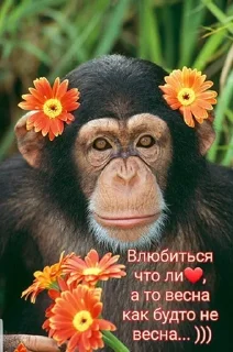 🌟 emoji Хрен знает Telegram sticker 15 of 33