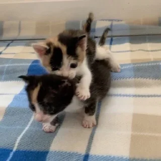 💗 emoji котята ворлд доминейшн Telegram sticker 7 of 42