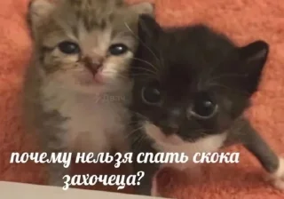 🌟 emoji Котярки Telegram sticker 15 of 23