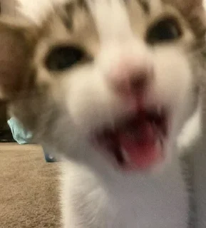 🤬 emoji котята ворлд доминейшн Telegram sticker 16 of 42