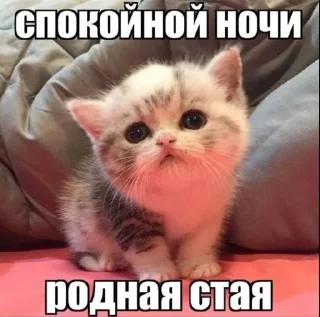 🌟 emoji Котярки Telegram sticker 17 of 23