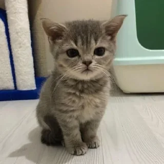 🙁 emoji котята ворлд доминейшн Telegram sticker 18 of 42
