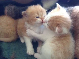 Sticker from котята ворлд доминейшн