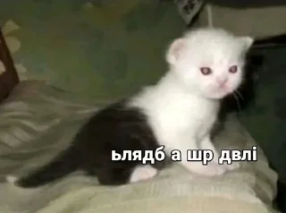 🌟 emoji Котярки Telegram sticker 5 of 23