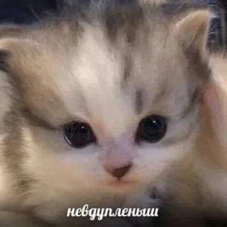 🌟 emoji Котярки Telegram sticker 20 of 23