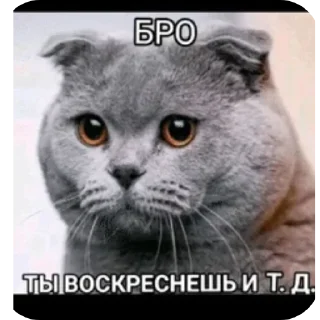 🌟 emoji РОФЛЯНОЧКА Telegram sticker 5 of 79