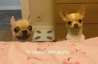 🌚 emoji Собаки Настюшки :> Telegram sticker 18 of 22