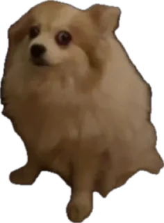 🌟 emoji Мои собаки Telegram sticker 22 of 89