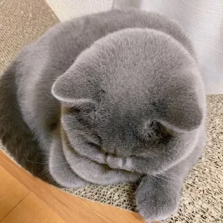 🥖 emoji коты Telegram sticker 12 of 20