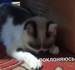 🌟 emoji Міньйон моє сонешко Telegram sticker 24 of 50