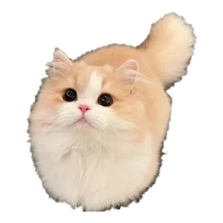 💋 emoji котики от @flewugly Telegram sticker 8 of 16