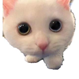 🐈 emoji котики от @flewugly Telegram sticker 7 of 16