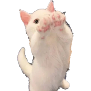 ❤️ emoji котики от @flewugly Telegram sticker 6 of 16
